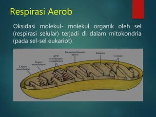 Respirasi Aerob
Oksidasi molekul- molekul organik oleh sel
(respirasi selular) terjadi di dalam mitokondria
(pada sel-sel eukariot)
 