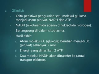 1) Glikolisis
- Yaitu peristiwa penguraian satu molekul glukosa
menjadi asam piruvat, NADH dan ATP.
- NADH (nikotinamida adenin dinukleotida hidrogen).
- Berlangsung di dalam sitoplasma.
- Hasil akhir:
a. Atom molekul 6C (glukosa) berubah menjadi 3C
(piruvat) sebanyak 2 mol,
b. Energi yang dihasilkan 2 ATP,
c. Dua molekul NADH akan ditrasnfer ke rantai
transpor elektron.
 