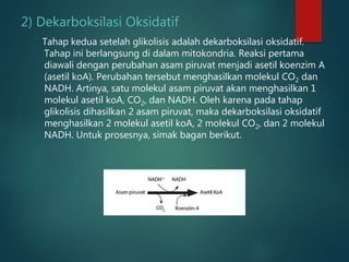 2) Dekarboksilasi Oksidatif
Tahap kedua setelah glikolisis adalah dekarboksilasi oksidatif.
Tahap ini berlangsung di dalam mitokondria. Reaksi pertama
diawali dengan perubahan asam piruvat menjadi asetil koenzim A
(asetil koA). Perubahan tersebut menghasilkan molekul CO2 dan
NADH. Artinya, satu molekul asam piruvat akan menghasilkan 1
molekul asetil koA, CO2, dan NADH. Oleh karena pada tahap
glikolisis dihasilkan 2 asam piruvat, maka dekarboksilasi oksidatif
menghasilkan 2 molekul asetil koA, 2 molekul CO2, dan 2 molekul
NADH. Untuk prosesnya, simak bagan berikut.
 