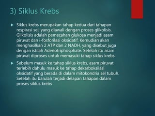 3) Siklus Krebs
 Siklus krebs merupakan tahap kedua dari tahapan
respirasi sel, yang diawali dengan proses glikolisis.
Glikolisis adalah pemecahan glukosa menjadi asam
piruvat dan i-fosforilasi oksidatif. Kemudian akan
menghasilkan 2 ATP dan 2 NADH, yang disebut juga
dengan istilah Adenotriphosphate. Setelah itu asam
piruvat diproses untuk memasuki tahap siklus krebs.
 Sebelum masuk ke tahap siklus krebs, asam piruvat
terlebih dahulu masuk ke tahap dekarboksilasi
oksidatif yang berada di dalam mitokondria sel tubuh.
Setelah itu barulah terjadi delapan tahapan dalam
proses siklus krebs
 