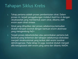Tahapan Siklus Krebs
1. Tahap pertama adalah proses pembentukan sitrat. Dalam
proses ini, terjadi penggabungan molekul Asetil ko-A dengan
oksaloasetat yang membentuk asam sitrat, dibantu oleh
enzim asam sitrat sintase.
2. Sitrat yang dihasilkan dari proses sebelumnya kemudian
diubah menjadi isositrat dengan bantuan enzim akotinase
yang mengandung Fe2+
3. Terjadi proses dekarboksilasi atau perombakan pertama kali.
Isositrat yang terbentuk dari tahapan sebelumnya dioksidasi
menjadi oksalosuksinat yang terikat oleh enzim isositrat
dehidrogenase. Pada tahap ini juga, isositrat diubah menjadi
alfa-ketoglutarat oleh enzim yang sama dan dibantu NADH.
 