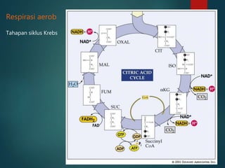 Tahapan siklus Krebs
Respirasi aerob
 