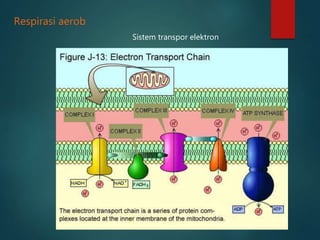 Sistem transpor elektron
Respirasi aerob
 