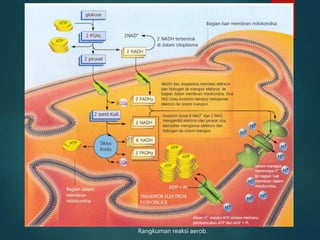 Rangkuman reaksi aerob.
 