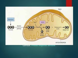 Gambar. Proses respirasi aerobik
 