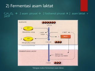 2) Fermentasi asam laktat
Tahapan reaksi fermentasi asam laktat.
C6H12O6  2 asam piruvat  2 fosfoenol piruvat  2 asam laktat +
2ATP
 