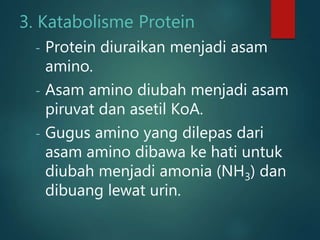 3. Katabolisme Protein
- Protein diuraikan menjadi asam
amino.
- Asam amino diubah menjadi asam
piruvat dan asetil KoA.
- Gugus amino yang dilepas dari
asam amino dibawa ke hati untuk
diubah menjadi amonia (NH3) dan
dibuang lewat urin.
 
