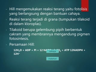 - Hill mengemukakan reaksi terang yaitu fotolisis
yang berlangsung dengan bantuan cahaya.
- Reaksi terang terjadi di grana (tumpukan tilakoid
di dalam kloroplas).
- Tilakoid berupa gelembung pipih berbentuk
cakram yang membrannya mengandung pigmen
fotosintesis.
- Persamaan Hill:
12H2O + ADP + Pi + 12 NADP+  6O2 + ATP 12NADPH +
12H+
cahaya
matahari
 