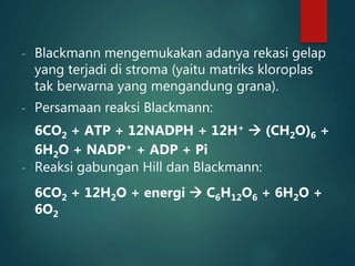 - Blackmann mengemukakan adanya rekasi gelap
yang terjadi di stroma (yaitu matriks kloroplas
tak berwarna yang mengandung grana).
- Persamaan reaksi Blackmann:
6CO2 + ATP + 12NADPH + 12H+  (CH2O)6 +
6H2O + NADP+ + ADP + Pi
- Reaksi gabungan Hill dan Blackmann:
6CO2 + 12H2O + energi  C6H12O6 + 6H2O +
6O2
 
