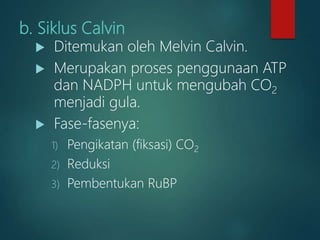 b. Siklus Calvin
 Ditemukan oleh Melvin Calvin.
 Merupakan proses penggunaan ATP
dan NADPH untuk mengubah CO2
menjadi gula.
 Fase-fasenya:
1) Pengikatan (fiksasi) CO2
2) Reduksi
3) Pembentukan RuBP
 