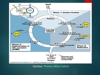 Gambar. Proses siklus Calvin
 