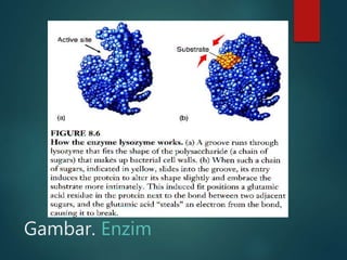 Gambar. Enzim
 