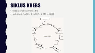 SIKLUS KREBS
• Terjadi di matriks mitokondria
• Hasil akhir 6 NADH + 2 FADH2 + 2 ATP + 4 CO2
 