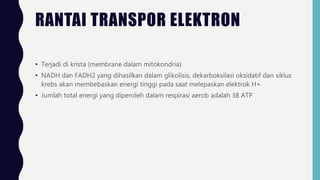 RANTAI TRANSPOR ELEKTRON
• Terjadi di krista (membrane dalam mitokondria)
• NADH dan FADH2 yang dihasilkan dalam glikolisis, dekarboksilasi oksidatif dan siklus
krebs akan membebaskan energi tinggi pada saat melepaskan elektrok H+
• Jumlah total energi yang diperoleh dalam respirasi aerob adalah 38 ATP
 