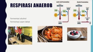 RESPIRASI ANAEROB
Fermentasi alcohol
Fermentasi asam laktat
 