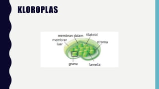 KLOROPLAS
 