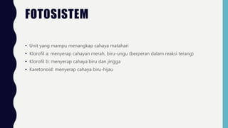 FOTOSISTEM
• Unit yang mampu menangkap cahaya matahari
• Klorofil a: menyerap cahayan merah, biru-ungu (berperan dalam reaksi terang)
• Klorofil b: menyerap cahaya biru dan jingga
• Karetonoid: menyerap cahaya biru-hijau
 