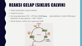 REAKSI GELAP (SIKLUS CALVIN)
• Tidak memerlukan energi matahari
• Terjadi di stroma
• Zat yang diperlukan CO2 + ATP dan NADPH gliseraldehida 3-fosfat (PGAL/gula
berkarbon 3) atau glukosa + ADP +NADP+
• Fiksasi karbon, reduksi dan regenerasi RuBP
 