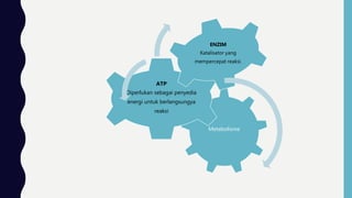Metabolisme
ATP
Diperlukan sebagai penyedia
energi untuk berlangsungya
reaksi
ENZIM
Katalisator yang
mempercepat reaksi.
 