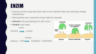 ENZIM
• Senyawa protein yang diproduksi oleh sel-sel makhluk hidup dan berfungsi sebagai
biokatalisator.
• Meningkatkan laju metabolism tetapi tidak ikut bereaksi
• Substrat: zat yang dipengaruhi oleh enzim
• Produk: hasil reaksi
enzim
Substrat produk
sukrase
Sukrosa + H2O GLUKOSA + FRUKTOSA
 