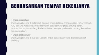 BERDASARKAN TEMPAT BEKERJANYA
• Enzim intraseluler
Enzim yang bekerja di dalam sel. Contoh: enzim katalase menguraiakan H2O2 menjadi
H2O dan O2. Katalase banyak ditemukan pada sel hati, ginjal, jantung, darah,
mukosa dan sumsum tulang. Pada tumbuhan terdapat pada umbi kentang, kecambah
dan pucuk daun.
• Enzim ekstraseluler
Enzim yang bekerja di luar sel. Contoh: enzim pencernaan yang disekresikan oleh
lambung
 