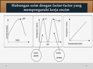 Hubungan ezim dengan factor-factor yang
mempengaruhi kerja enzim
 