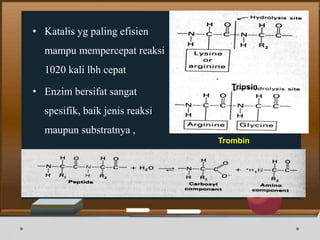 • Katalis yg paling efisien
mampu mempercepat reaksi
1020 kali lbh cepat
• Enzim bersifat sangat
spesifik, baik jenis reaksi
maupun substratnya ,
Tripsin
Trombin
 