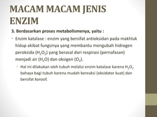 MACAM MACAM JENIS
ENZIM
3. Berdasarkan proses metabolismenya, yaitu :
• Enzim katalase : enzim yang bersifat antioksidan pada makhluk
hidup akibat fungsinya yang membantu mengubah hidrogen
peroksida (H2O2) yang berasal dari respirasi (pernafasan)
menjadi air (H2O) dan oksigen (O2).
• Hal ini dilakukan oleh tubuh melalui enzim katalase karena H2O2
bahaya bagi tubuh karena mudah bereaksi (oksidator kuat) dan
bersifat korosif.
 