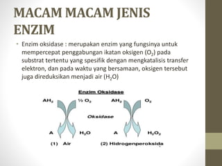 MACAM MACAM JENIS
ENZIM
• Enzim oksidase : merupakan enzim yang fungsinya untuk
mempercepat penggabungan ikatan oksigen (O2) pada
substrat tertentu yang spesifik dengan mengkatalisis transfer
elektron, dan pada waktu yang bersamaan, oksigen tersebut
juga direduksikan menjadi air (H2O)
 