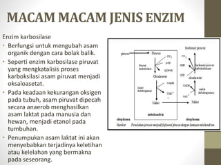 MACAM MACAM JENIS ENZIM
Enzim karbosilase
• Berfungsi untuk mengubah asam
organik dengan cara bolak balik.
• Seperti enzim karbosilase piruvat
yang mengkatalisis proses
karboksilasi asam piruvat menjadi
oksaloasetat.
• Pada keadaan kekurangan oksigen
pada tubuh, asam piruvat dipecah
secara anaerob menghasilkan
asam laktat pada manusia dan
hewan, menjadi etanol pada
tumbuhan.
• Penumpukan asam laktat ini akan
menyebabkan terjadinya keletihan
atau kelelahan yang bermakna
pada seseorang.
 