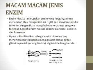 MACAM MACAM JENIS
ENZIM
• Enzim hidrase : merupakan enzim yang fungsinya untuk
menambah atau mengurangi air (H2O) dari senyawa spesifik
tertentu, dengan tidak menyebabkan terurainya senyawa
tersebut. Contoh enzim hidrase seperti akonitase, enolase,
dan fumarase.
• Lipase diklasifikasikan sebagai enzim hidrolase ang
menghidrolisis trigliserida menjadi asam lemak bebas,
gliserida parsial (monogliserida), digliserida dan gliserida.
 