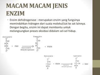 MACAM MACAM JENIS
ENZIM
• Enzim dehidrogenase : merupakan enzim yang fungsinya
memindahkan hidrogen dari suata molekul/zat ke zat lainnya.
Dengan begitu, enzim ini dapat membantu untuk
melangsungkan proses oksidasi didalam sel-sel hidup.
 