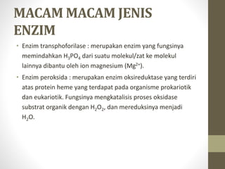 MACAM MACAM JENIS
ENZIM
• Enzim transphoforilase : merupakan enzim yang fungsinya
memindahkan H3PO4 dari suatu molekul/zat ke molekul
lainnya dibantu oleh ion magnesium (Mg2+).
• Enzim peroksida : merupakan enzim oksireduktase yang terdiri
atas protein heme yang terdapat pada organisme prokariotik
dan eukariotik. Fungsinya mengkatalisis proses oksidase
substrat organik dengan H2O2, dan mereduksinya menjadi
H2O.
 