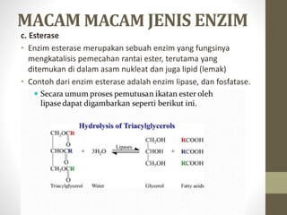 MACAM MACAM JENIS ENZIM
c. Esterase
• Enzim esterase merupakan sebuah enzim yang fungsinya
mengkatalisis pemecahan rantai ester, terutama yang
ditemukan di dalam asam nukleat dan juga lipid (lemak)
• Contoh dari enzim esterase adalah enzim lipase, dan fosfatase.
 