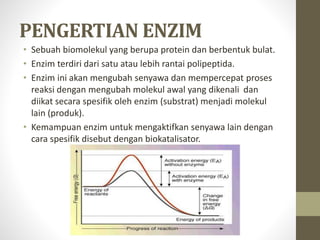 PENGERTIAN ENZIM
• Sebuah biomolekul yang berupa protein dan berbentuk bulat.
• Enzim terdiri dari satu atau lebih rantai polipeptida.
• Enzim ini akan mengubah senyawa dan mempercepat proses
reaksi dengan mengubah molekul awal yang dikenali dan
diikat secara spesifik oleh enzim (substrat) menjadi molekul
lain (produk).
• Kemampuan enzim untuk mengaktifkan senyawa lain dengan
cara spesifik disebut dengan biokatalisator.
 