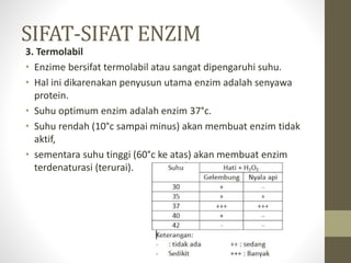 SIFAT-SIFAT ENZIM
3. Termolabil
• Enzime bersifat termolabil atau sangat dipengaruhi suhu.
• Hal ini dikarenakan penyusun utama enzim adalah senyawa
protein.
• Suhu optimum enzim adalah enzim 37°c.
• Suhu rendah (10°c sampai minus) akan membuat enzim tidak
aktif,
• sementara suhu tinggi (60°c ke atas) akan membuat enzim
terdenaturasi (terurai).
 