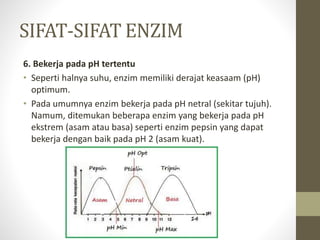 SIFAT-SIFAT ENZIM
6. Bekerja pada pH tertentu
• Seperti halnya suhu, enzim memiliki derajat keasaam (pH)
optimum.
• Pada umumnya enzim bekerja pada pH netral (sekitar tujuh).
Namum, ditemukan beberapa enzim yang bekerja pada pH
ekstrem (asam atau basa) seperti enzim pepsin yang dapat
bekerja dengan baik pada pH 2 (asam kuat).
 