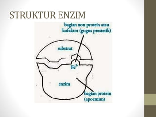 STRUKTUR ENZIM
 