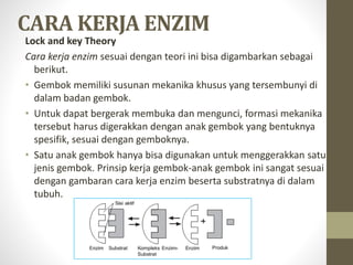 CARA KERJA ENZIM
Lock and key Theory
Cara kerja enzim sesuai dengan teori ini bisa digambarkan sebagai
berikut.
• Gembok memiliki susunan mekanika khusus yang tersembunyi di
dalam badan gembok.
• Untuk dapat bergerak membuka dan mengunci, formasi mekanika
tersebut harus digerakkan dengan anak gembok yang bentuknya
spesifik, sesuai dengan gemboknya.
• Satu anak gembok hanya bisa digunakan untuk menggerakkan satu
jenis gembok. Prinsip kerja gembok-anak gembok ini sangat sesuai
dengan gambaran cara kerja enzim beserta substratnya di dalam
tubuh.
 