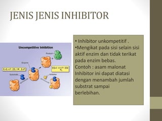 JENIS JENIS INHIBITOR
• Inhibitor unkompetitif .
•Mengikat pada sisi selain sisi
aktif enzim dan tidak terikat
pada enzim bebas.
Contoh : asam malonat
Inhibitor ini dapat diatasi
dengan menambah jumlah
substrat sampai
berlebihan.
 
