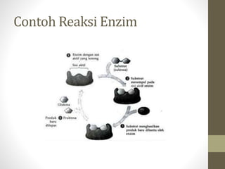 Contoh Reaksi Enzim
 