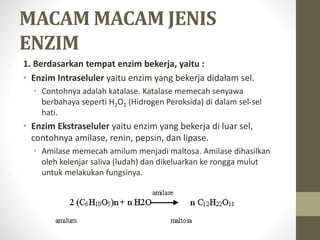 MACAM MACAM JENIS
ENZIM
1. Berdasarkan tempat enzim bekerja, yaitu :
• Enzim Intraseluler yaitu enzim yang bekerja didalam sel.
• Contohnya adalah katalase. Katalase memecah senyawa
berbahaya seperti H2O2 (Hidrogen Peroksida) di dalam sel-sel
hati.
• Enzim Ekstraseluler yaitu enzim yang bekerja di luar sel,
contohnya amilase, renin, pepsin, dan lipase.
• Amilase memecah amilum menjadi maltosa. Amilase dihasilkan
oleh kelenjar saliva (ludah) dan dikeluarkan ke rongga mulut
untuk melakukan fungsinya.
 