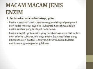 MACAM MACAM JENIS
ENZIM
2. Berdasarkan cara terbentuknya, yaitu :
• Enzim konstitutif : yaitu enzim yang jumlahnya dipengaruhi
oleh kadar molekul awalnya (substrat). Contohnya adalah
enzim amilase yang terdapat pada saliva.
• Enzim adaptif : yaitu enzim yang pembentukannya distimulasi
oleh adanya substrat, misalnya enzim β-galaktosidase yang
dihasilkan oleh bakteri E.coli yang ditumbuhkan di dalam
medium yang mengandung laktosa
 