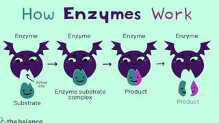 Refulation Means Comprehensive Overview of Enzymes: Definition, Classification, and ...