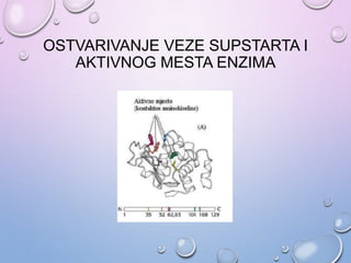 OSTVARIVANJE VEZE SUPSTARTA I
AKTIVNOG MESTA ENZIMA
 