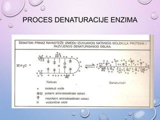 PROCES DENATURACIJE ENZIMA
 