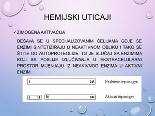 HEMIJSKI UTICAJI
ZIMOGENA AKTIVACIJA
DEŠAVA SE U SPECIJALIZOVANIM ĆELIJAMA GDJE SE
ENZIMI SINTETIZIRAJU U NEAKTIVNOM OBLIKU I TAKO SE
ŠTITE OD AUTOPROTEOLIZE. TO JE SLUČAJ SA ENZIMIMA
KOJI SE POSLIJE IZLUČIVANJA U EKSTRACELULARNI
PROSTOR MIJENJAJU IZ NEAKIVNOG ENZIMA U AKTIVNI
ENZIM.
 
