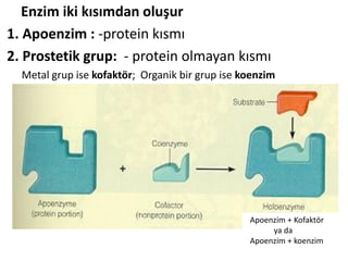 Comprehensive Overview of Enzymes: Structure, Function, and ...