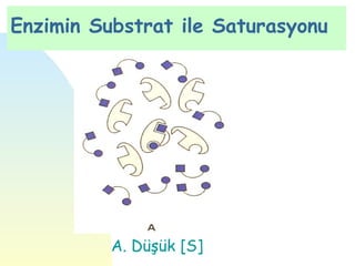 Enzimin Substrat ile Saturasyonu




          A. Düşük [S]
 