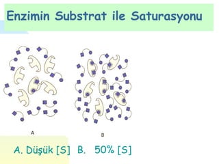 Enzimin Substrat ile Saturasyonu




 A. Düşük [S] B. 50% [S]
 